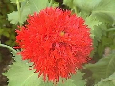 250 Organic PEONY POPPY MIX Papaver Paeoniflorum Mixed Colors Red, White, Pink, Black, Purple, Salmon, Bronze, Lilac, & Bicolor Flower Seeds